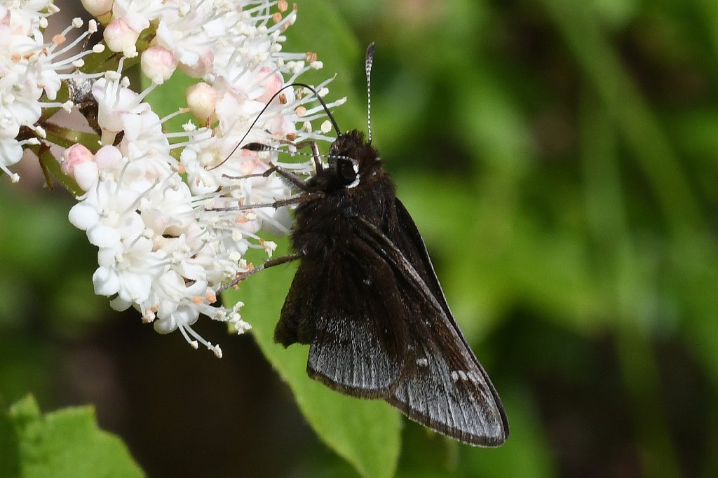 034 2017-06080005 Broad Meadow Brook, MA.JPG - Clouded Skipper Butterfly (Lerema accius) on Maple-leaved Viburnum, Arrowwood, Dockmackie (Viburnum acerifolium). Broad Meadow Brook WIldlife Sanctuary, MA, 6-8-2017